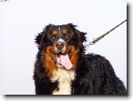 Achil z Opatovických luk