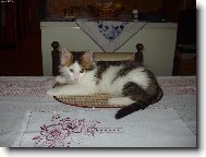 Kocourek Maxík na podnose