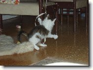 Jen počkej, až tě chytím...