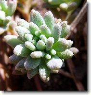 Skalničkový makro svět...