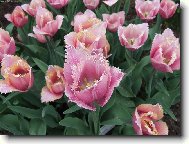 botanická zahrada 2006