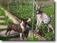 Ty jsi ale divná koza :)