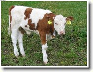 já jsem z krkonoš...