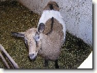 Kuk jmenuji se Líza