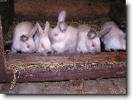 Králičí sourozenci