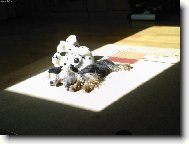 plyšáci na slniečku:-)