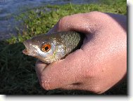 fakt rybáři...přání plním!