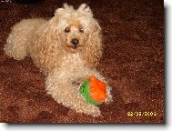 Náš pudlíček Kessíček