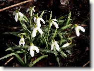 Skloněné hlavičky