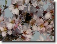 Brundibár na mandloni