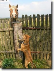 Ahoj..? Vypadáš skoro stejně, ale proč si tak velikej?