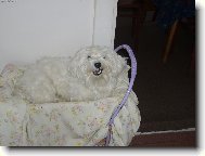 Héééč já mám kočárek