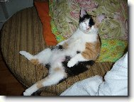 mindíček u televize