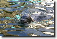 Tuleň má vodu rád
