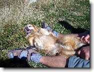 směska jménem Bingo