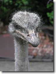 ...no není to pštros?