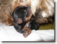 jorkšíří miminko