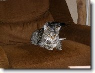 Odpočinek na křesle