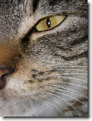 Pohled do kočičího světa...