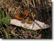 Jarní motýlí láska