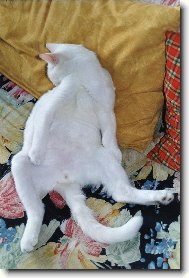 Nefotit, prosím! To nevidíte, jak se stydím?