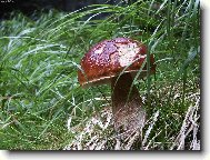 Taky už se těšíte ?