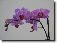 Moje první orchidej