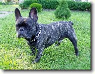 Francouzský buldoček