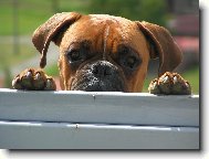 Koukám,copak se to děje za brankou :o)