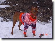 I bez baterek může pes svítit