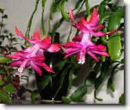 Přání krásných vánoc