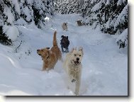 Sněhové radovánky ...