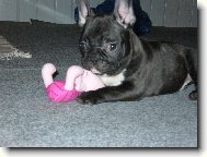 to je MOJE prasátko!! tak nešahat!!!