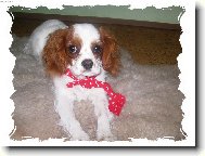 Kavalír King Charles Španěl