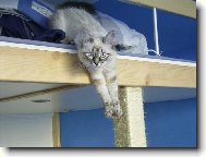 Caira, něvské kotě