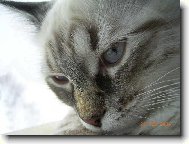 Caira, něvské kotě