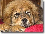 3 měsíční štěňátko