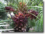 Itálie - Řím 31.12.2005