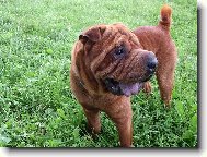 Edishek na pastvě =)