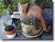 kocour květináčový