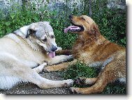 Arall a nej.kamarád