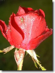 Vzkvétající život po dešti.