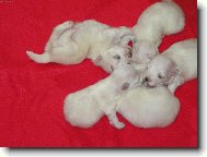 ŠTĚNÁTKO MALTÉZÁČKA