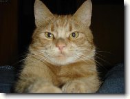 Babiččin kocourek kubík