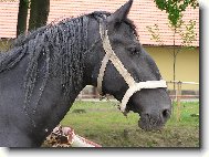 Černá kladrubská klisna