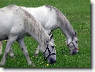 Bílí kladrubrubští bělouši-ročkové