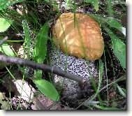 kouzelný houbařský úlovek