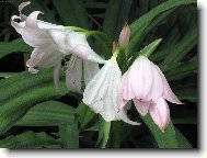 Skleníková květina