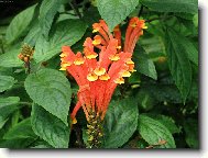 Skleníková květina