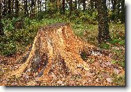 Ztrouchnivělý pařez